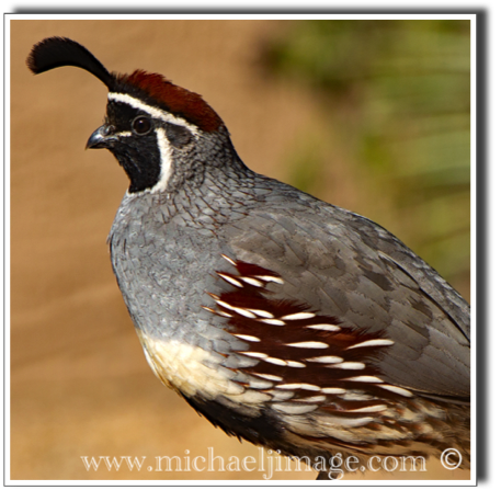 "quail"
rio verde, az.